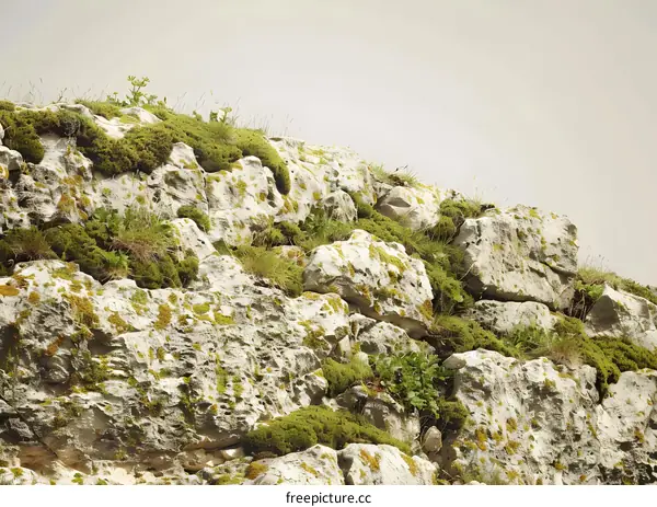 Close Up Of A Stone Wall With Moss And Grass Growing On It
