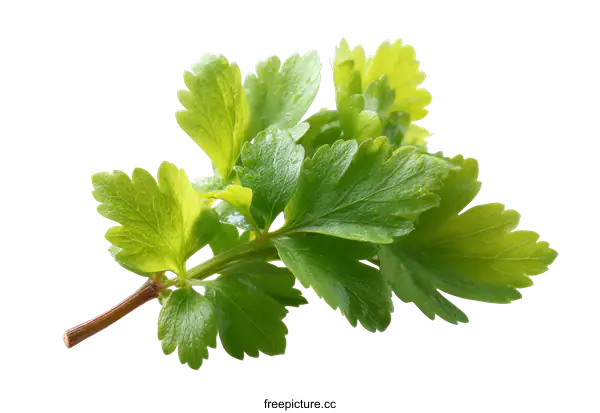 [Transparent Background PNG]Fresh Parsley Sprig Close-up Isolated on White Background