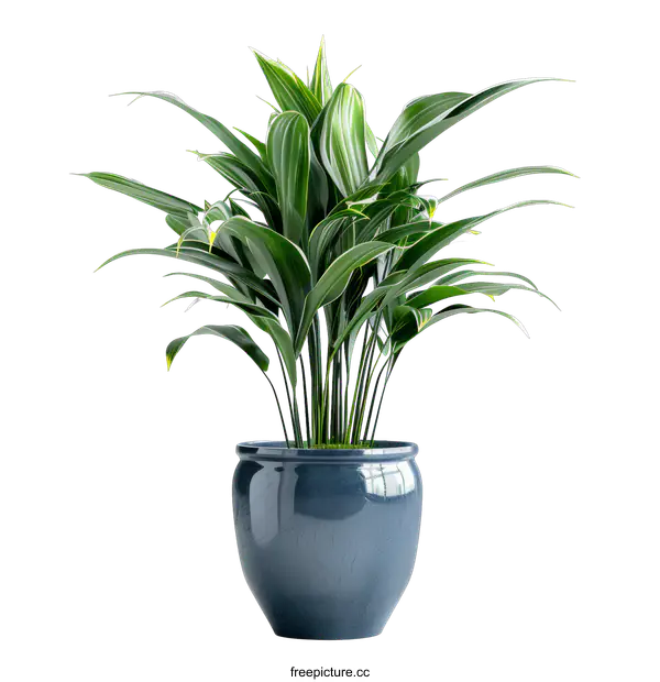 [Transparent Background PNG]Dracaena Marginata Plant in Blue Pot Isolated on transparent background