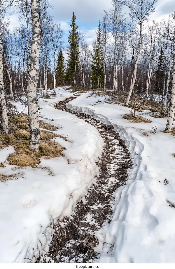 Snowy Path Through Birch Forest in Spring