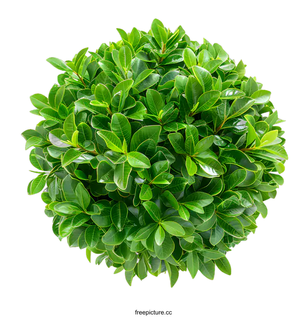[Transparent Background PNG]Green Bush Isolated on White Background