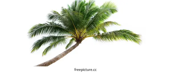 Tropical Coconut Palm Tree Isolated on White Background