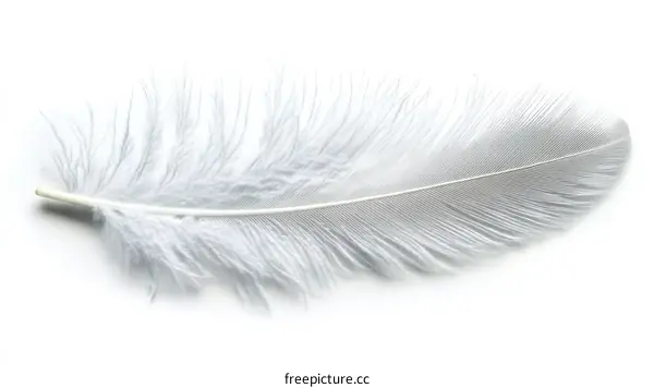 Close-up of a delicate white feather