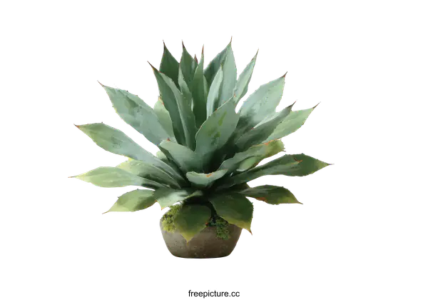 [Transparent Background PNG]Beautiful Blue-Grey Agave Plant in Pot