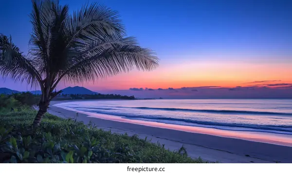 Sunrise Beach Scene with Palm Tree