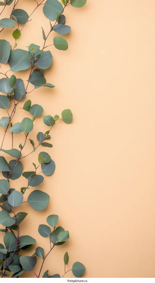 Eucalyptus Branches on a Pastel Background