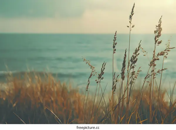 Seagrass and Ocean Landscape