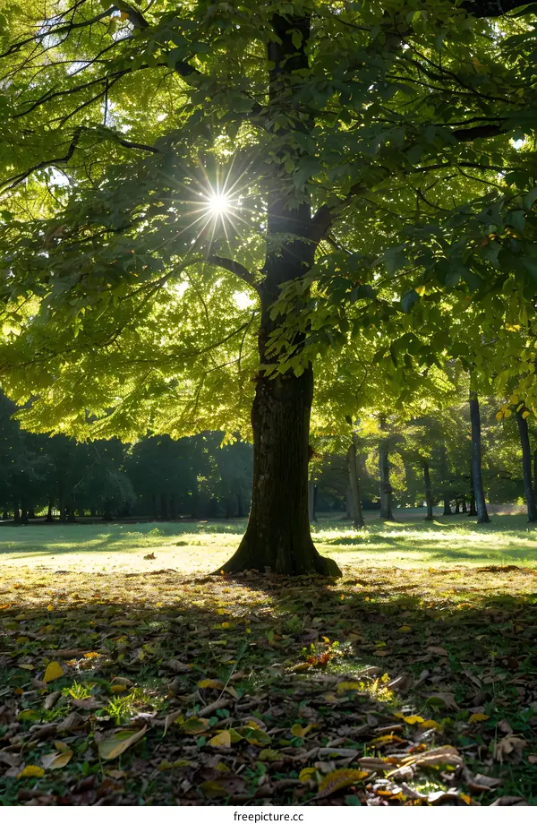 Sunlight shining through the green leaves of a tree in a park