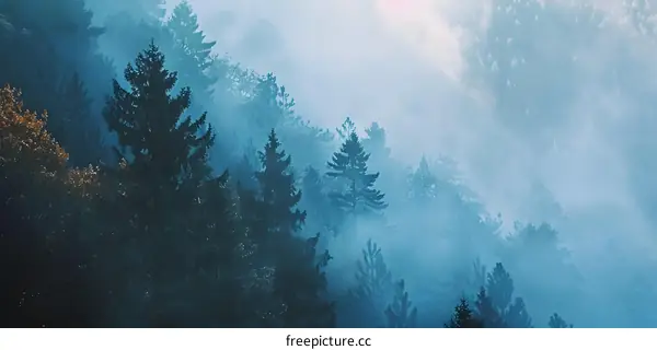 Misty Forest Trees Nature Background