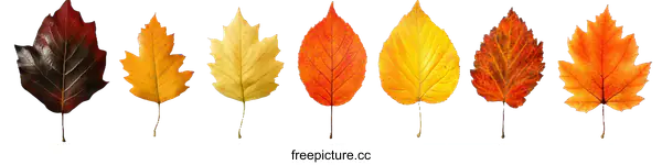 [Transparent Background PNG]Colorful Autumn Leaves Displaying the Natural Beauty of Fall