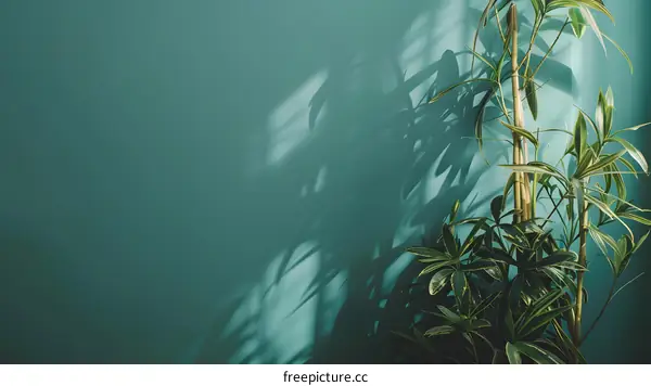 Green Plant Shadows on Teal Wall