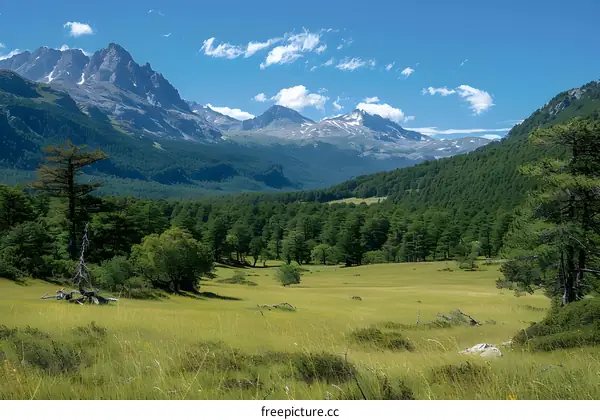 mountain valley landscape with meadow and forest
