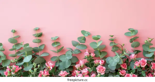 Pink roses and eucalyptus branches on a pink background