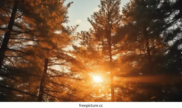 Sunlight Filtering Through Tall Pine Trees