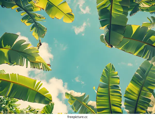 Green Banana Leaves against Blue Sky