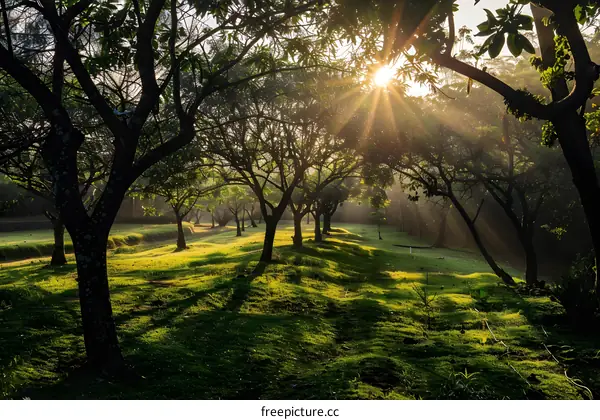 Sun Rays Through Trees in Forest