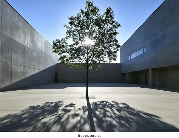 Minimalist Concrete Building With Tree in Courtyard