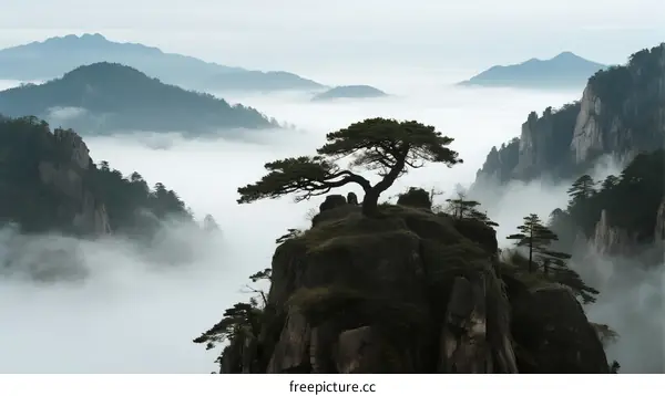 A majestic pine tree stands on a rocky peak above rolling misty mountains