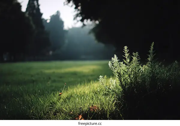 Morning Sun on a Park Meadow