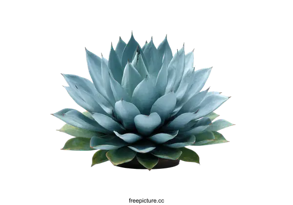 [Transparent Background PNG]Beautiful Blue Agave Plant Close Up