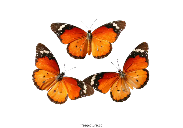[Transparent Background PNG]Three Beautiful Butterflies on a White Background