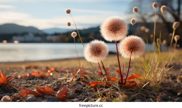 Three white fluffy dandelions growing on the shore of a lake in autumn