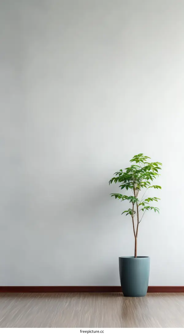 A potted plant sits in front of a blank wall.
