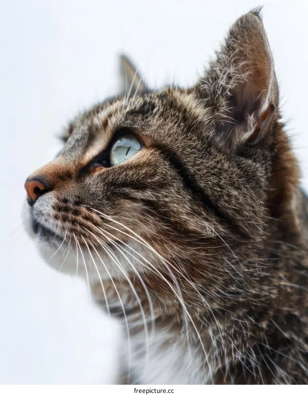 A ginger cat looking away