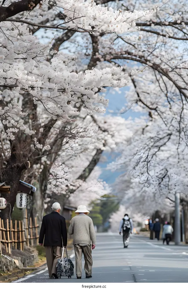 Two Senior Men Walking Along a Street Lined With Cherry Blossoms