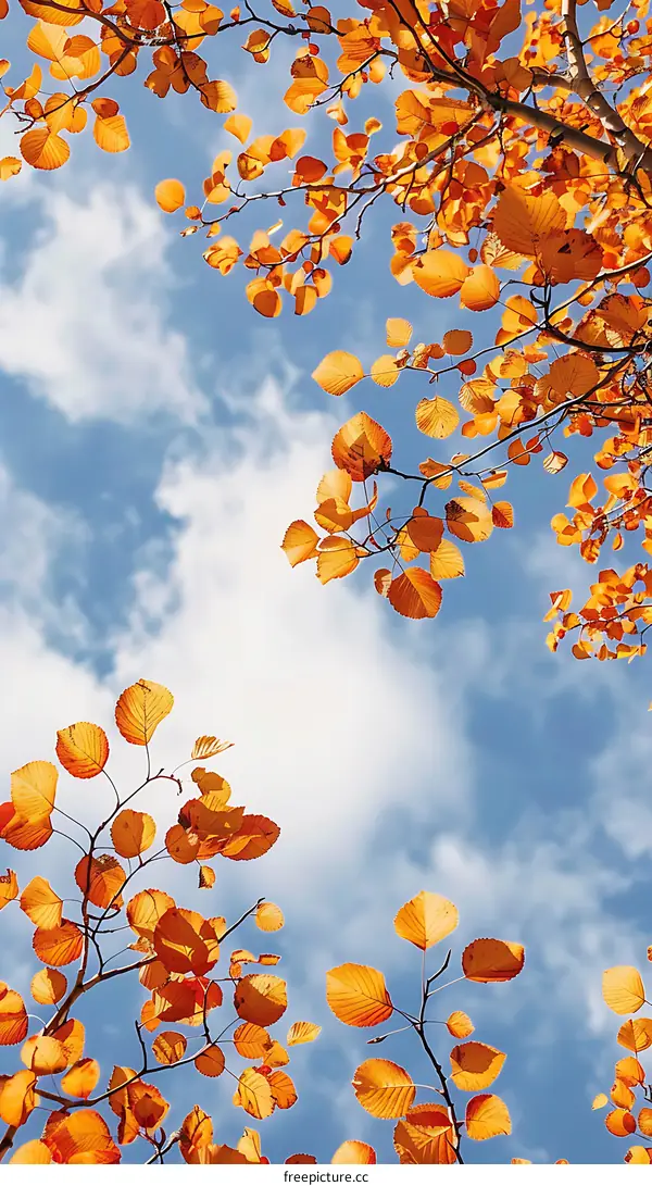 Autumn Leaves Against a Blue Sky with White Clouds