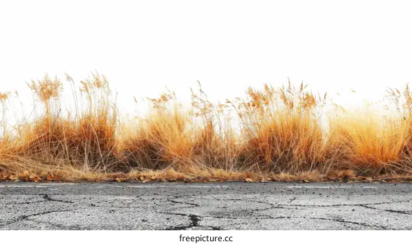 Close-up of dry grass field with white background