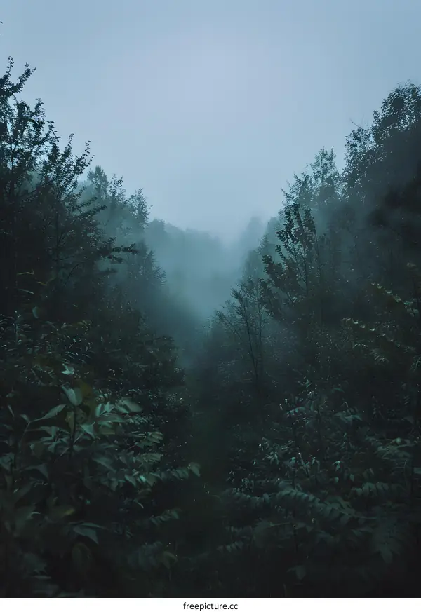 Forest Path Through Foggy Trees