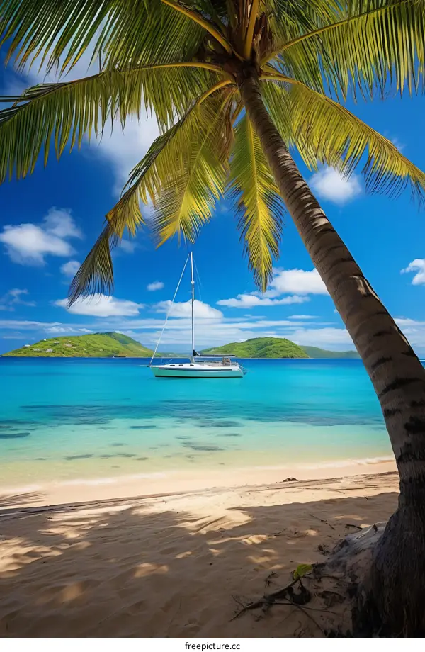 Palm tree on a tropical beach with a sailboat in the background