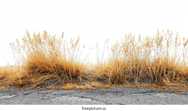 Parched Grass Field in Summer Season