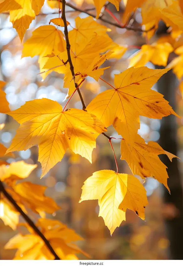 yellow maple leaves in autumn