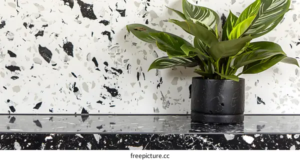 Green Plant in Black Pot on Terrazzo Countertop