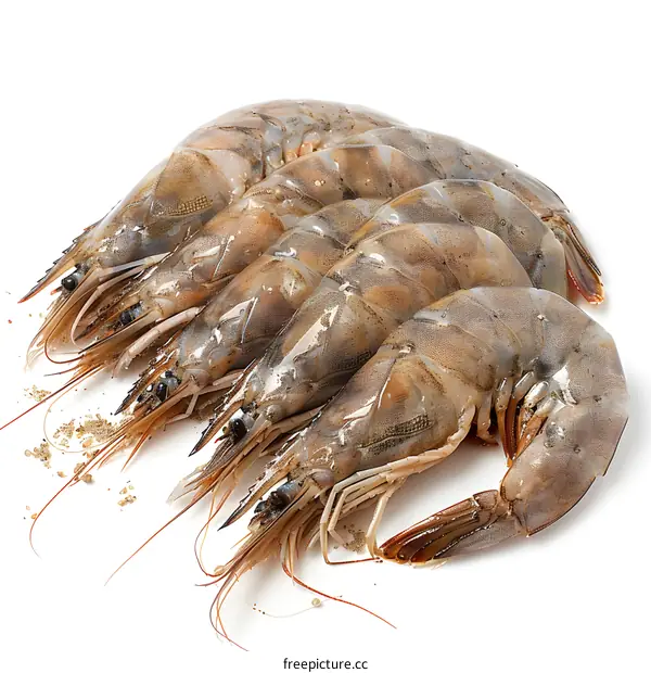 Fresh Raw Shrimp on White Background