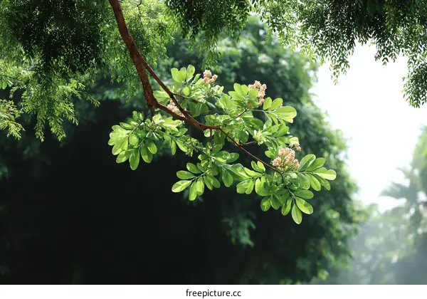 Fresh Green Leaves and Branches in Sunlight