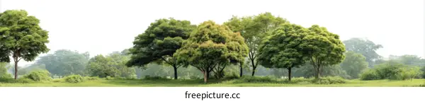 Peaceful Green Trees Landscape