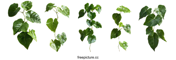 [Transparent Background PNG]Collection of Heart-Shaped Leaves Vines