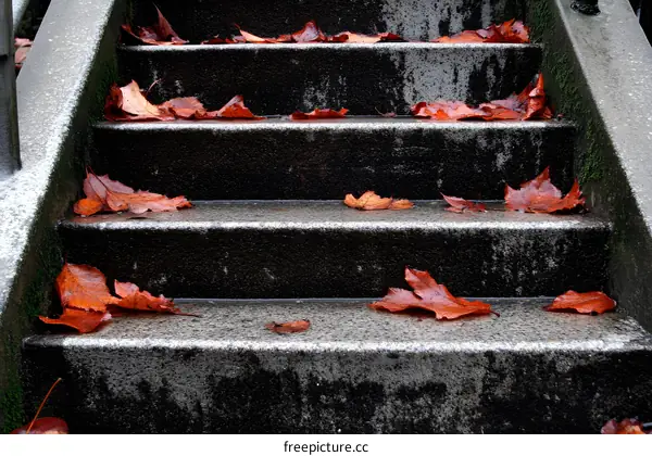 Wet Stone Steps with Fallen Autumn Leaves