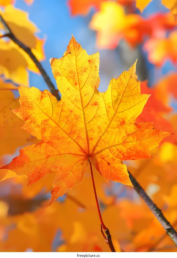 A Single Maple Leaf in Autumn