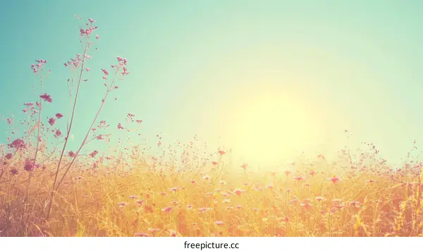 Field of purple flowers under blue sky
