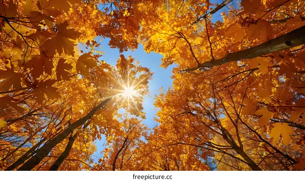 Looking up at the sky through the autumn leaves