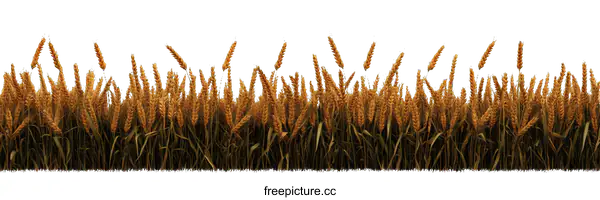[Transparent Background PNG]Golden Wheat Field Border Illustration