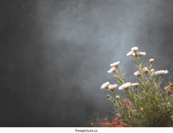 Beautiful White Flowers in Soft Light