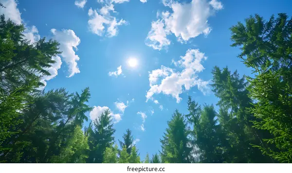 Looking up at the blue sky through the green trees