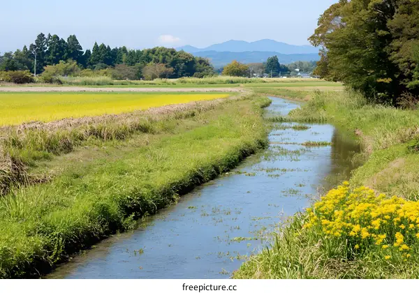 Peaceful Countryside Scenery with a Stream Flowing Through Green Fields and Yellow Flowers