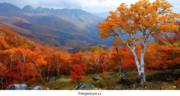 Autumn Foliage in Mountainous Landscape