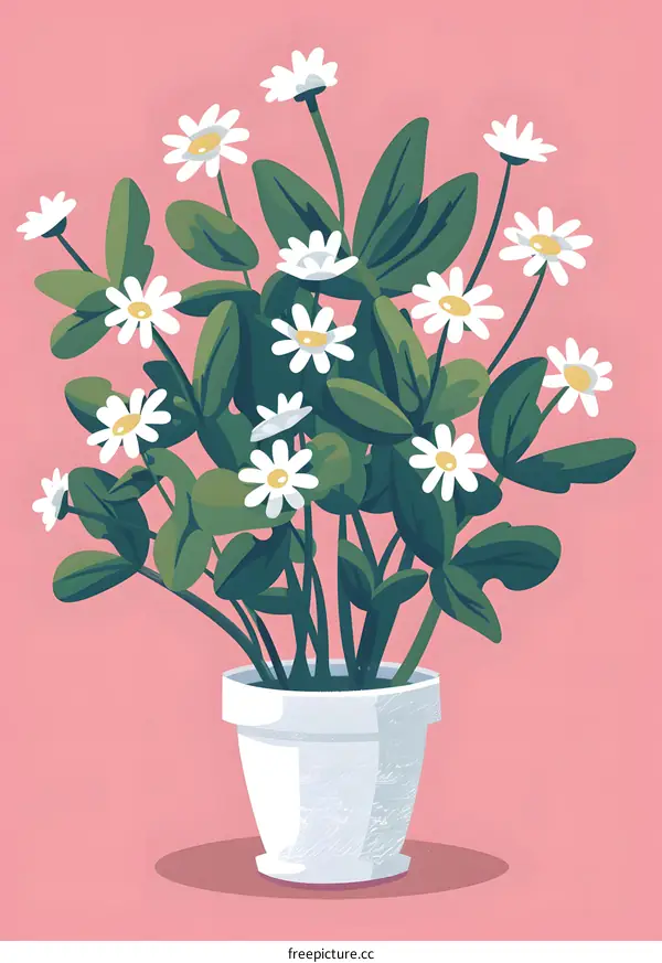 White Daisies in a Pot on Pink Background